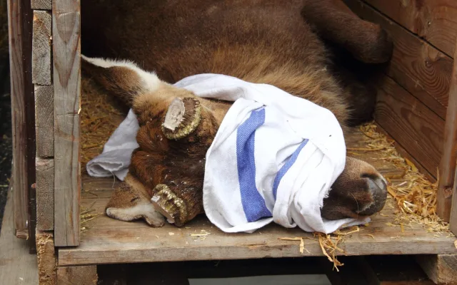 Parohy musely pryč. Jelen sika ze zoo Hluboká míří za novým stádem do Olomouce