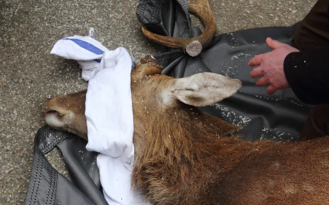 Parohy musely pryč. Jelen sika ze zoo Hluboká míří za novým stádem do Olomouce
