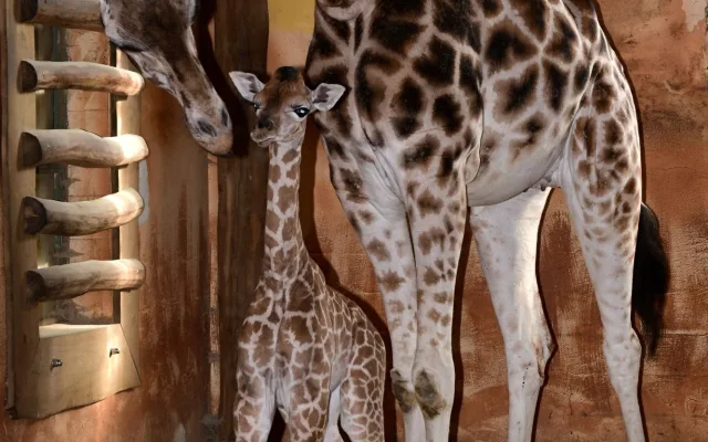 Porod z výšky dvou metrů. V zoo na Svatém Kopečku se narodila žirafí holčička Sisi