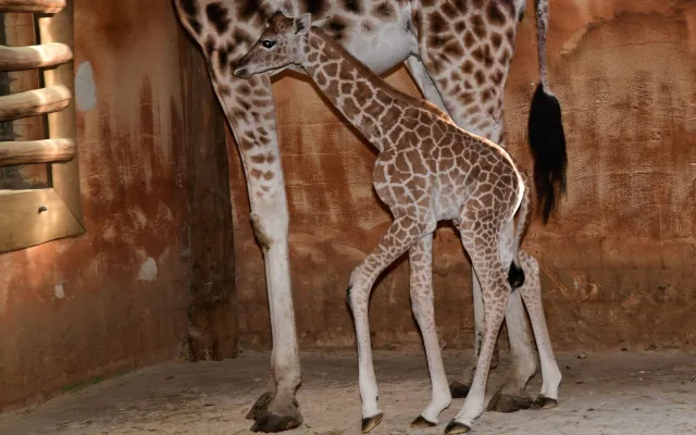 Porod z výšky dvou metrů. V zoo na Svatém Kopečku se narodila žirafí holčička Sisi