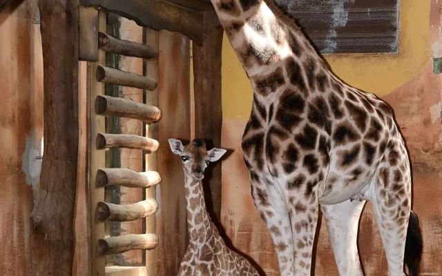 Porod z výšky dvou metrů. V zoo na Svatém Kopečku se narodila žirafí holčička Sisi