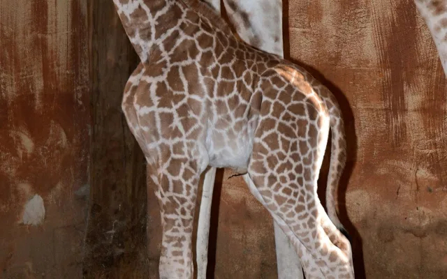 Porod z výšky dvou metrů. V zoo na Svatém Kopečku se narodila žirafí holčička Sisi