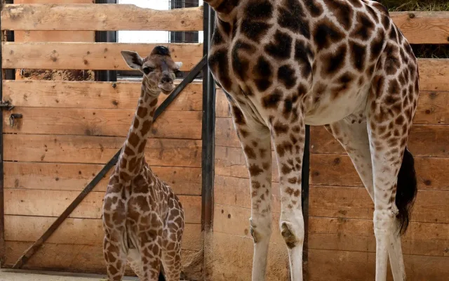 Porod z výšky dvou metrů. V zoo na Svatém Kopečku se narodila žirafí holčička Sisi
