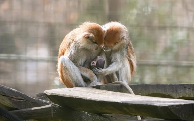 V Zoo Olomouc se narodilo mládě kočkodana. Pomohly i zkušenější samice