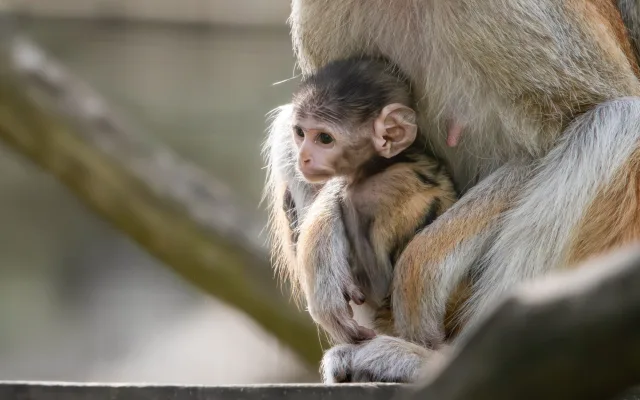 V Zoo Olomouc se narodilo mládě kočkodana. Pomohly i zkušenější samice