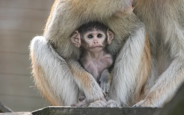V Zoo Olomouc se narodilo mládě kočkodana. Pomohly i zkušenější samice