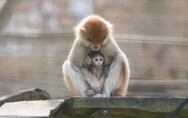 V Zoo Olomouc se narodilo mládě kočkodana. Pomohly i zkušenější samice