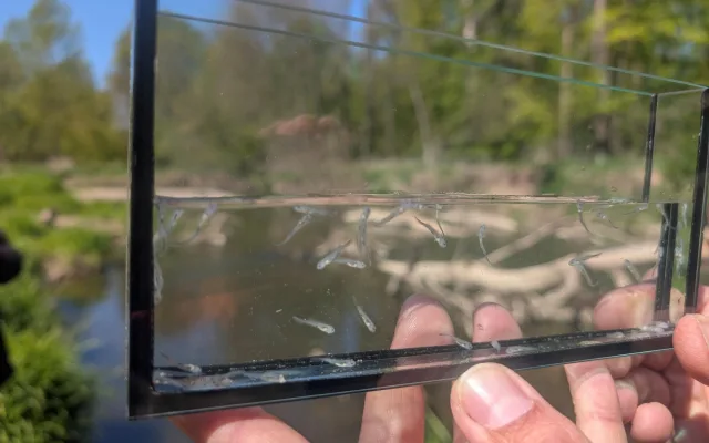 VIDEO: Živé fosilie v řece Moravě. Ochránci přírody do vody vypustili tisíce malých jeseterů