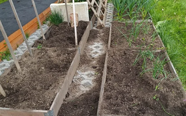 Zničené záhony a hradba z palet. Nepolapitelný čuník dál úřaduje v Litovli