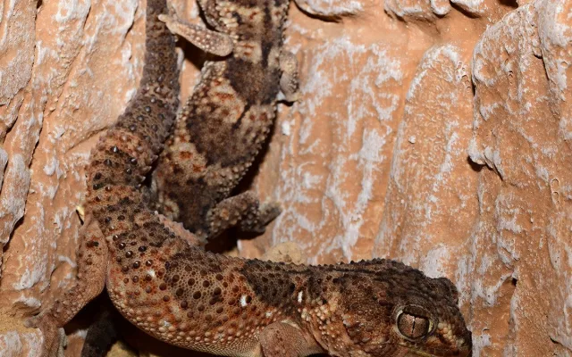 Exotičtí kobříci i gekon. Zoo Olomouc obnovila terária pro vzácné druhy