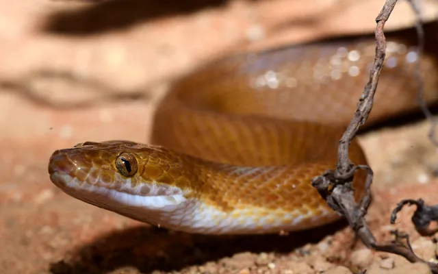 Exotičtí kobříci i gekon. Zoo Olomouc obnovila terária pro vzácné druhy