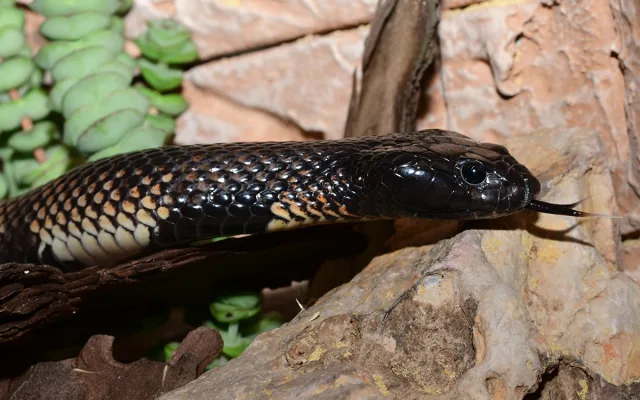 Exotičtí kobříci i gekon. Zoo Olomouc obnovila terária pro vzácné druhy