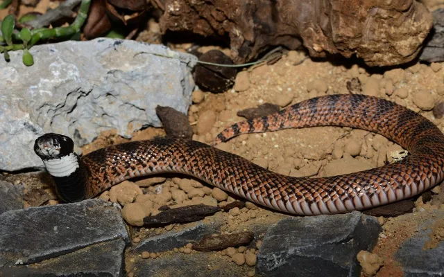 Exotičtí kobříci i gekon. Zoo Olomouc obnovila terária pro vzácné druhy