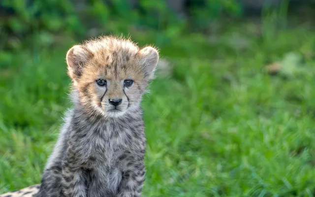 VIDEO: Huňatá geparďata v Zoo Olomouc poprvé dovádí venku. Kdy se ukáží návštěvníkům?