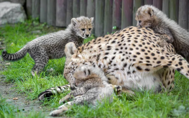 VIDEO: Huňatá geparďata v Zoo Olomouc poprvé dovádí venku. Kdy se ukáží návštěvníkům?