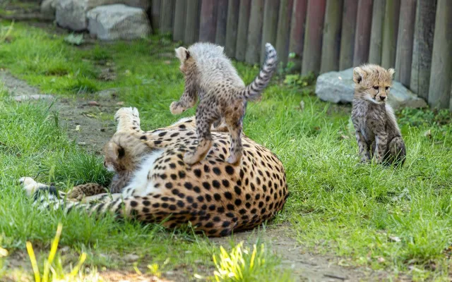 VIDEO: Huňatá geparďata v Zoo Olomouc poprvé dovádí venku. Kdy se ukáží návštěvníkům?