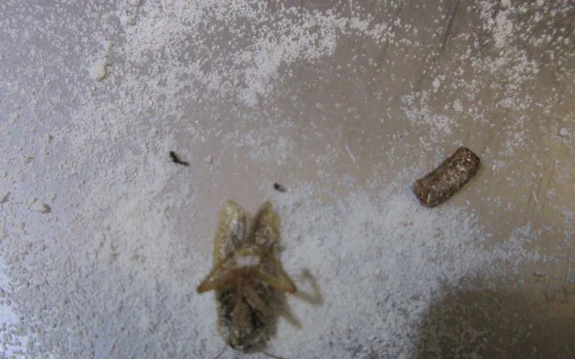 Švábi pod dřezem i za lednicí. Inspekce zavřela restauraci v Litovli