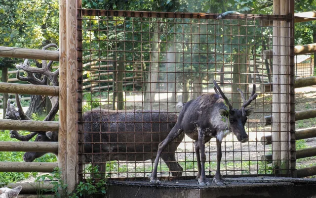 Sprchy, bazény, stín i led. Jak olomoucká zoo pomáhá zvířatům zvládat vedra?