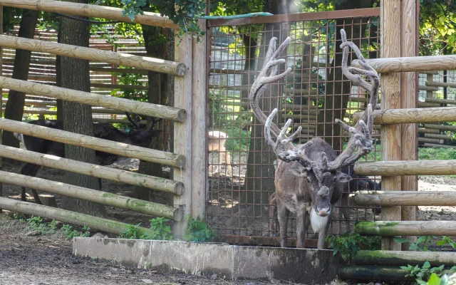 Sprchy, bazény, stín i led. Jak olomoucká zoo pomáhá zvířatům zvládat vedra?