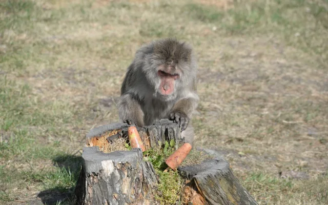 Sprchy, bazény, stín i led. Jak olomoucká zoo pomáhá zvířatům zvládat vedra?
