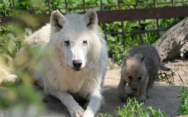 Sprchy, bazény, stín i led. Jak olomoucká zoo pomáhá zvířatům zvládat vedra?