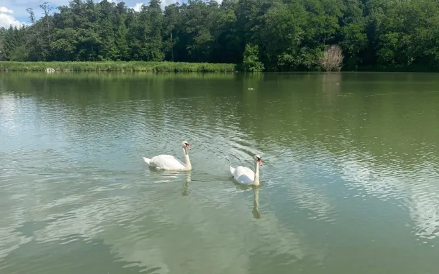 Rodičovský pár před odchytem.