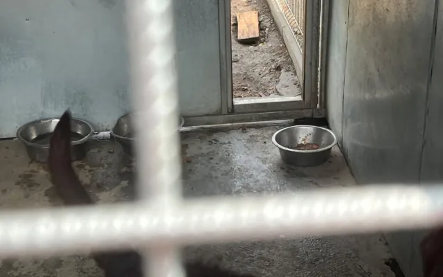 Šokující noční vpád do útulku: psi z Mohelnice skončili se zvracením a průjmy