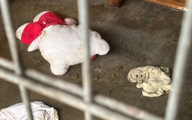 Šokující noční vpád do útulku: psi z Mohelnice skončili se zvracením a průjmy