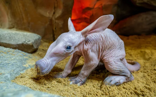 V olomoucké zoo se narodilo mládě vzácně chovaného hrabáče kapského, vyžaduje nepřetržitou péči