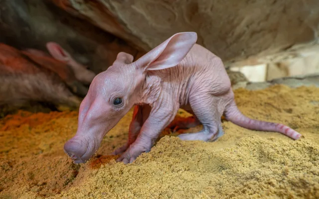 V olomoucké zoo se narodilo mládě vzácně chovaného hrabáče kapského, vyžaduje nepřetržitou péči