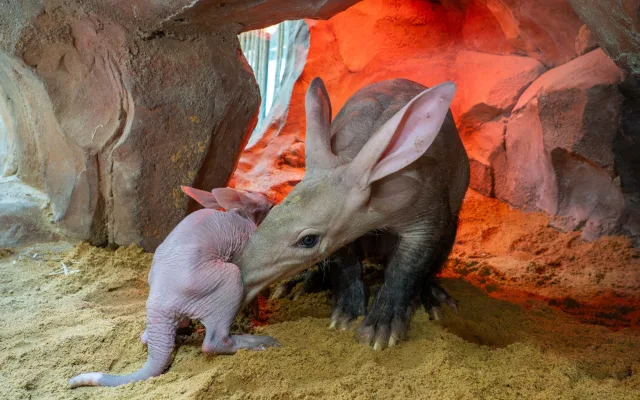 V olomoucké zoo se narodilo mládě vzácně chovaného hrabáče kapského, vyžaduje nepřetržitou péči