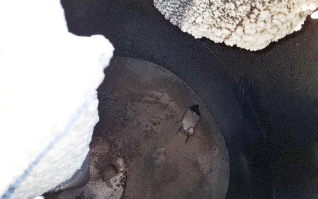 Pád do sila a návrat k rodině: hasiči na Hranicku zachránili čapí mládě