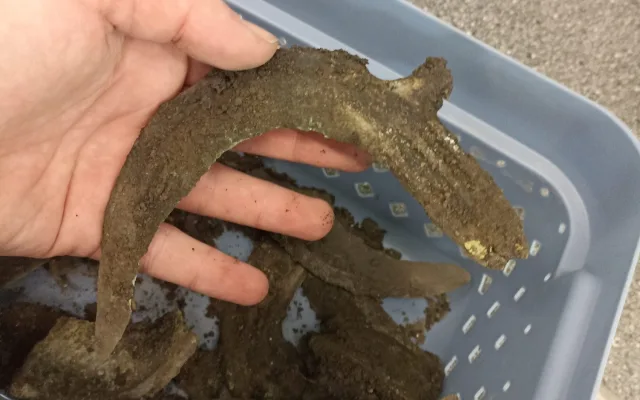 U Kojetína našli bronzový poklad. Starý je přes tři tisíce let