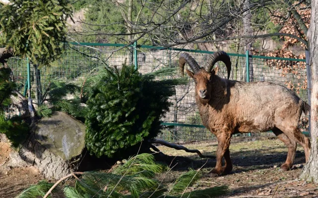 Kozorožci, kozy, siky a mufloni si pochutnávají na stromcích