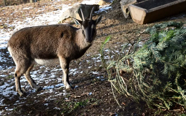 Kozorožci, kozy, siky a mufloni si pochutnávají na stromcích