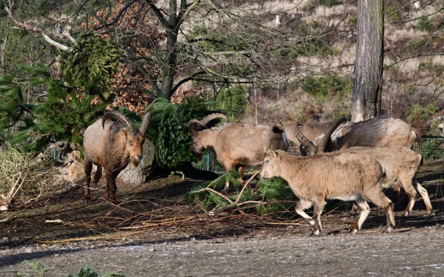 Kozorožci, kozy, siky a mufloni si pochutnávají na stromcích