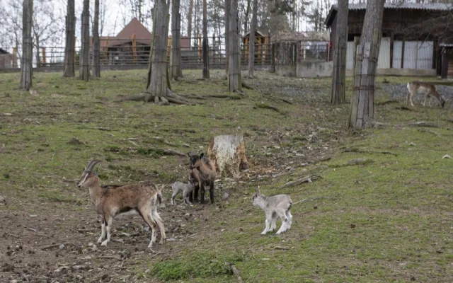 FOTOGALERIE: Olomoucká zoo výrazně rozšířila svou safari zónu