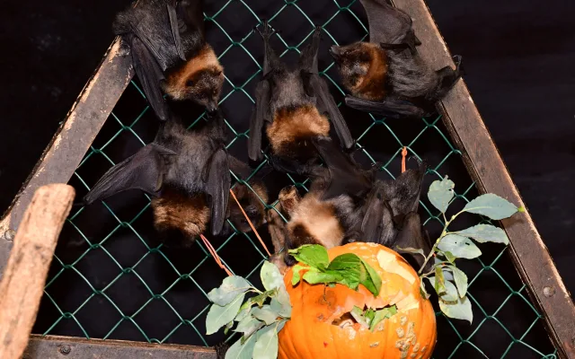 FOTOGALERIE: Dýňobraní v zoo na Svatém Kopečku