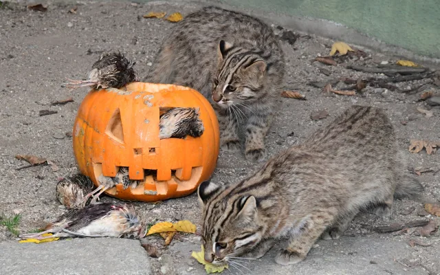FOTOGALERIE: Dýňobraní v zoo na Svatém Kopečku