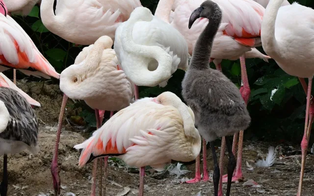 Počasí přálo plameňákům. Zoo Olomouc se raduje ze sedmi mláďat