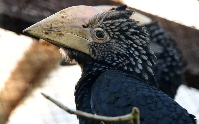 Úspěch v olomoucké zoo po osmi letech. Narodila se mláďata zoborožce šedolícího