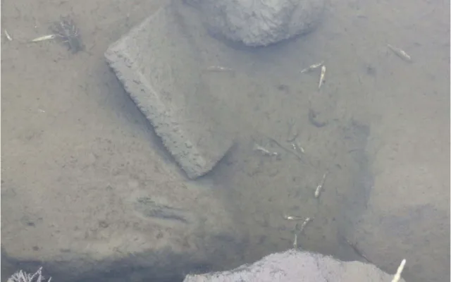 Nejdřív trhaviny z války, teď uhynulé vzácné ryby. Most na Jesenicku je asi prokletý