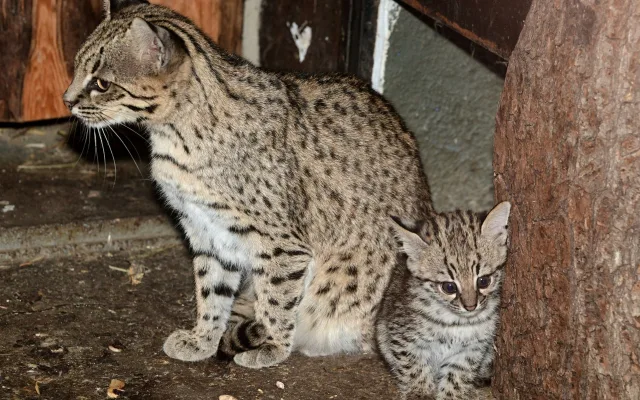 V olomoucké zoo se narodily malé šelmy. Dvě mláďata ocelotů dobře prospívají