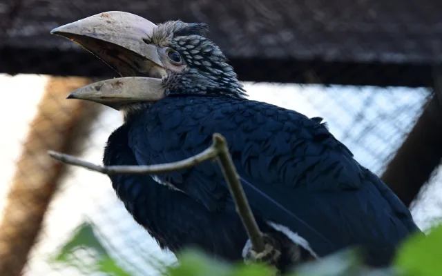Úspěch v olomoucké zoo po osmi letech. Narodila se mláďata zoborožce šedolícího