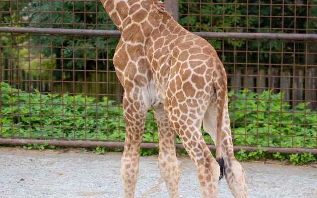 Žirafí mládě se má v olomoucké zoo k světu. Ve volné přírodě druh pomalu vymírá