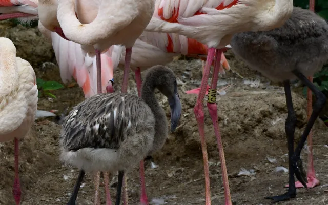 Počasí přálo plameňákům. Zoo Olomouc se raduje ze sedmi mláďat