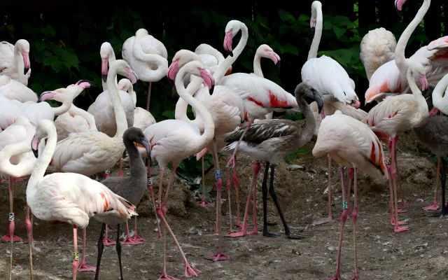 Počasí přálo plameňákům. Zoo Olomouc se raduje ze sedmi mláďat