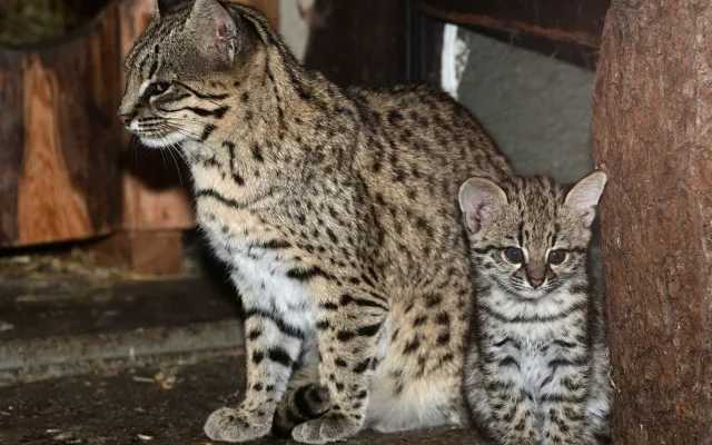 V olomoucké zoo se narodily malé šelmy. Dvě mláďata ocelotů dobře prospívají