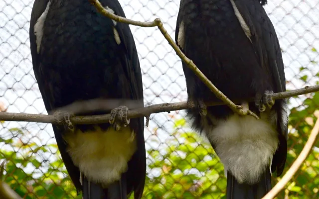 Úspěch v olomoucké zoo po osmi letech. Narodila se mláďata zoborožce šedolícího