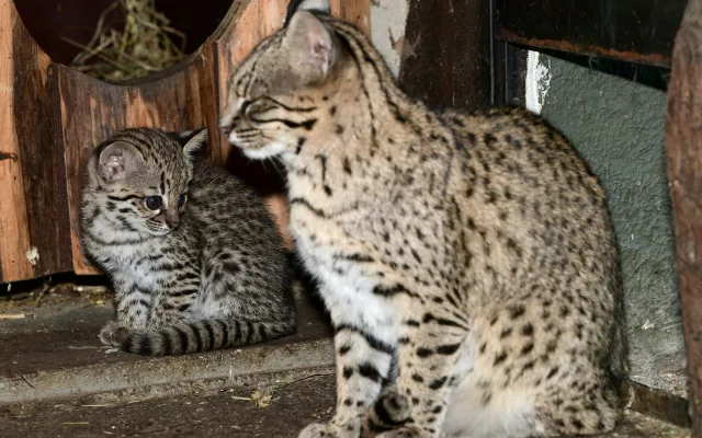 V olomoucké zoo se narodily malé šelmy. Dvě mláďata ocelotů dobře prospívají